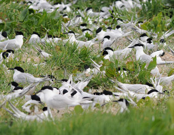 Sandwich Terns on the Farne Islands - click for a larger image